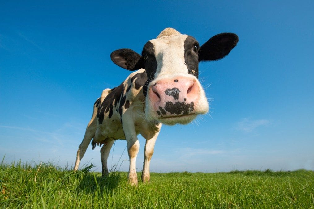 Cow on field