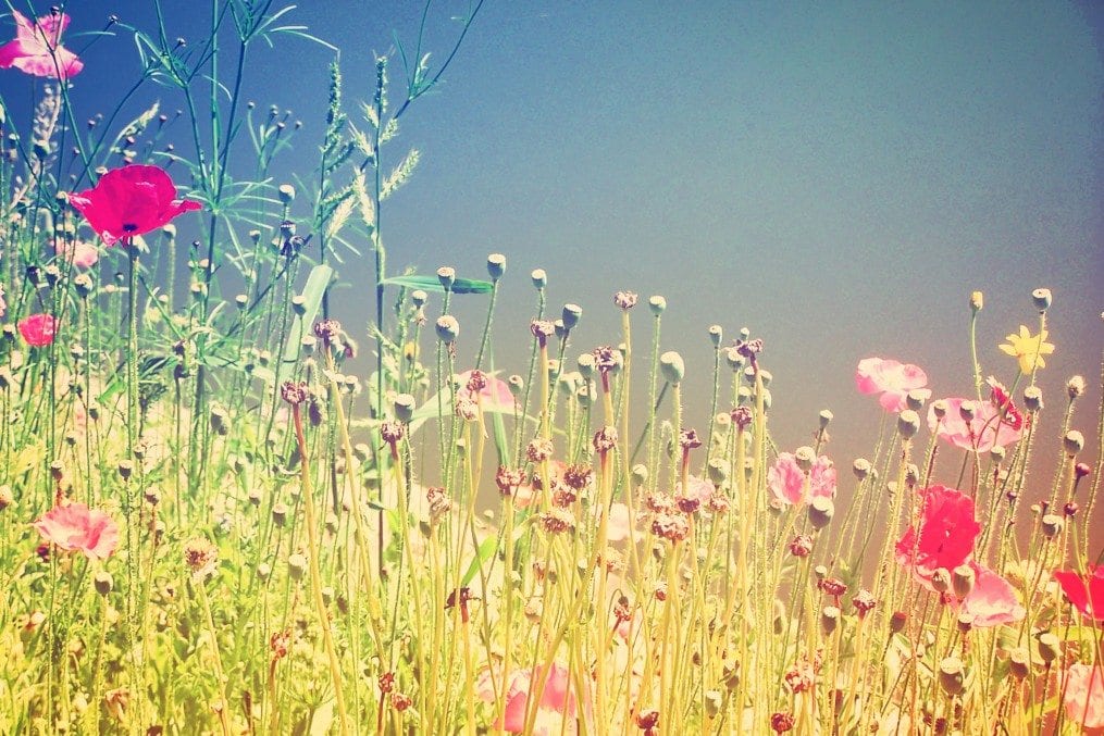 hayfever causing flowers