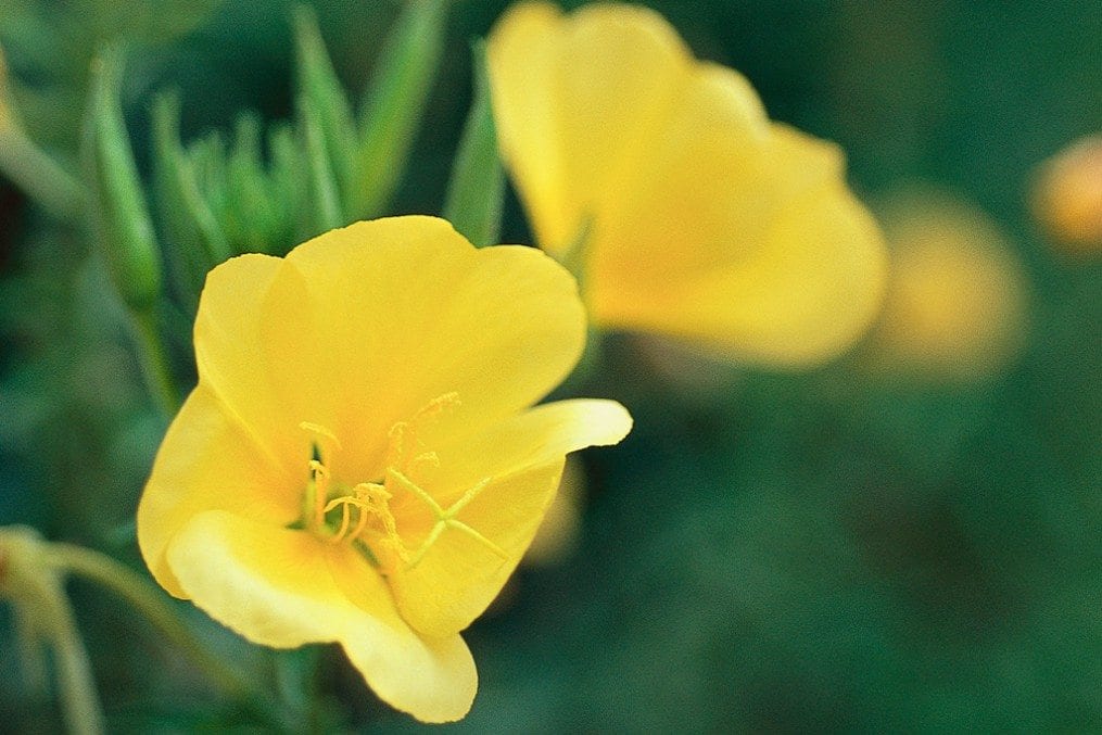 Yellow Flower